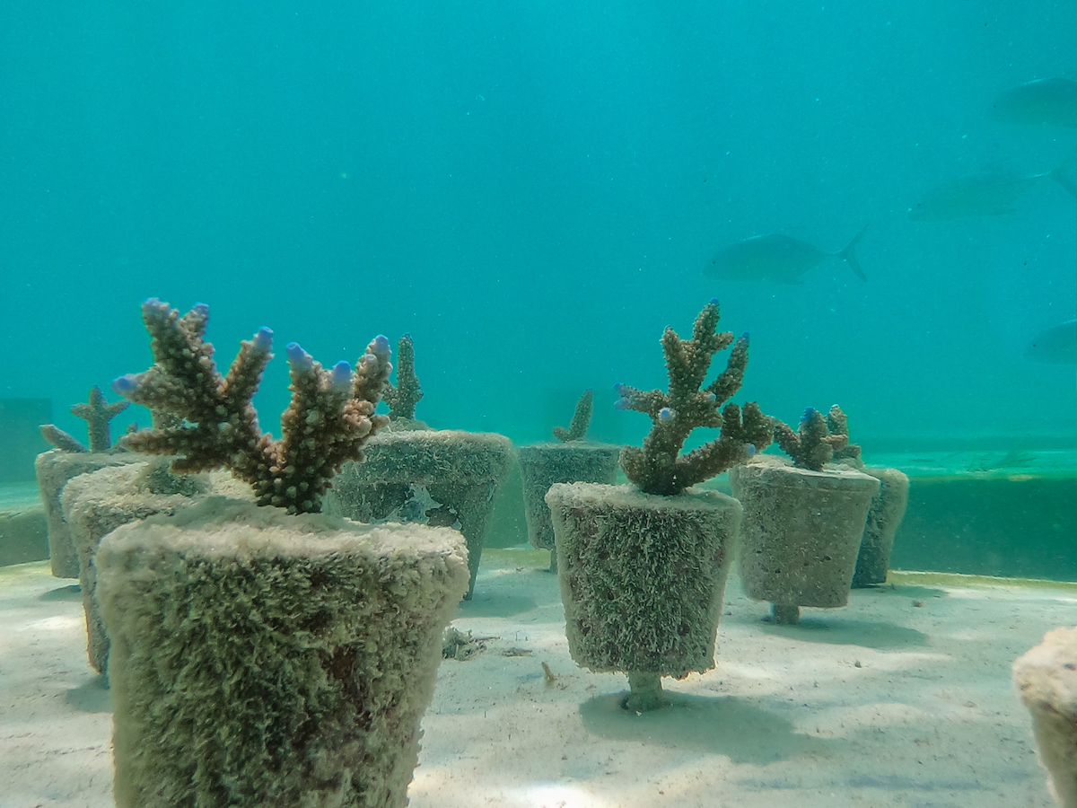 Coralarium – первый подводный музей на Мальдивах